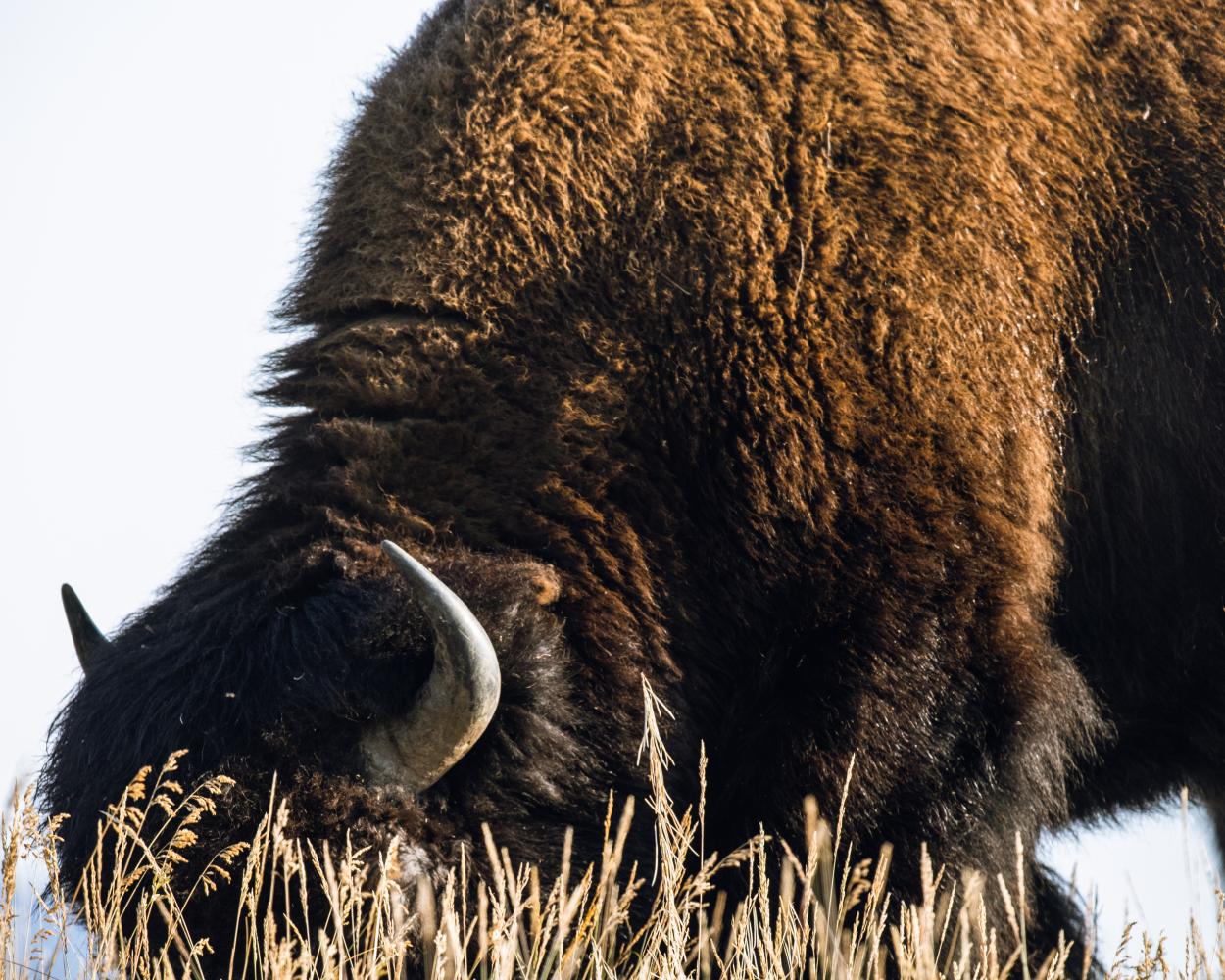 Bison eating grass
