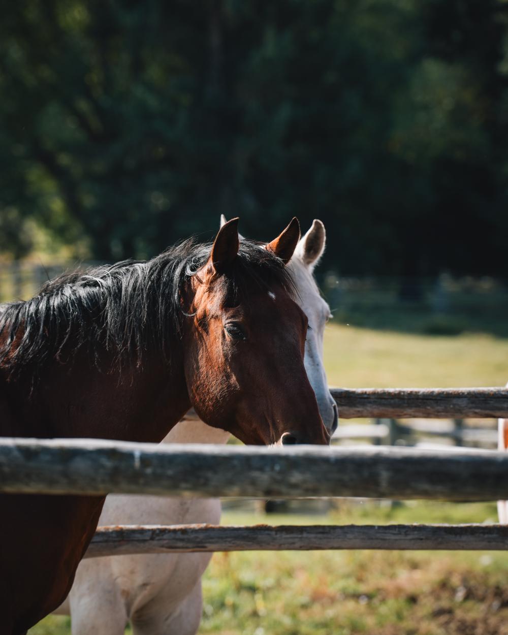 Horses on a ranch