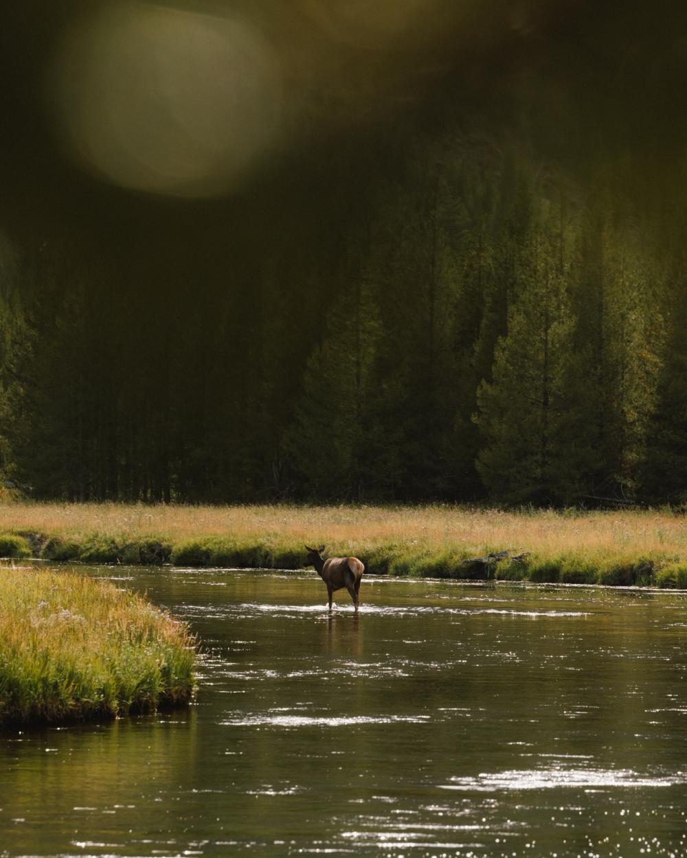 Wilderness - Wyoming Whiskey