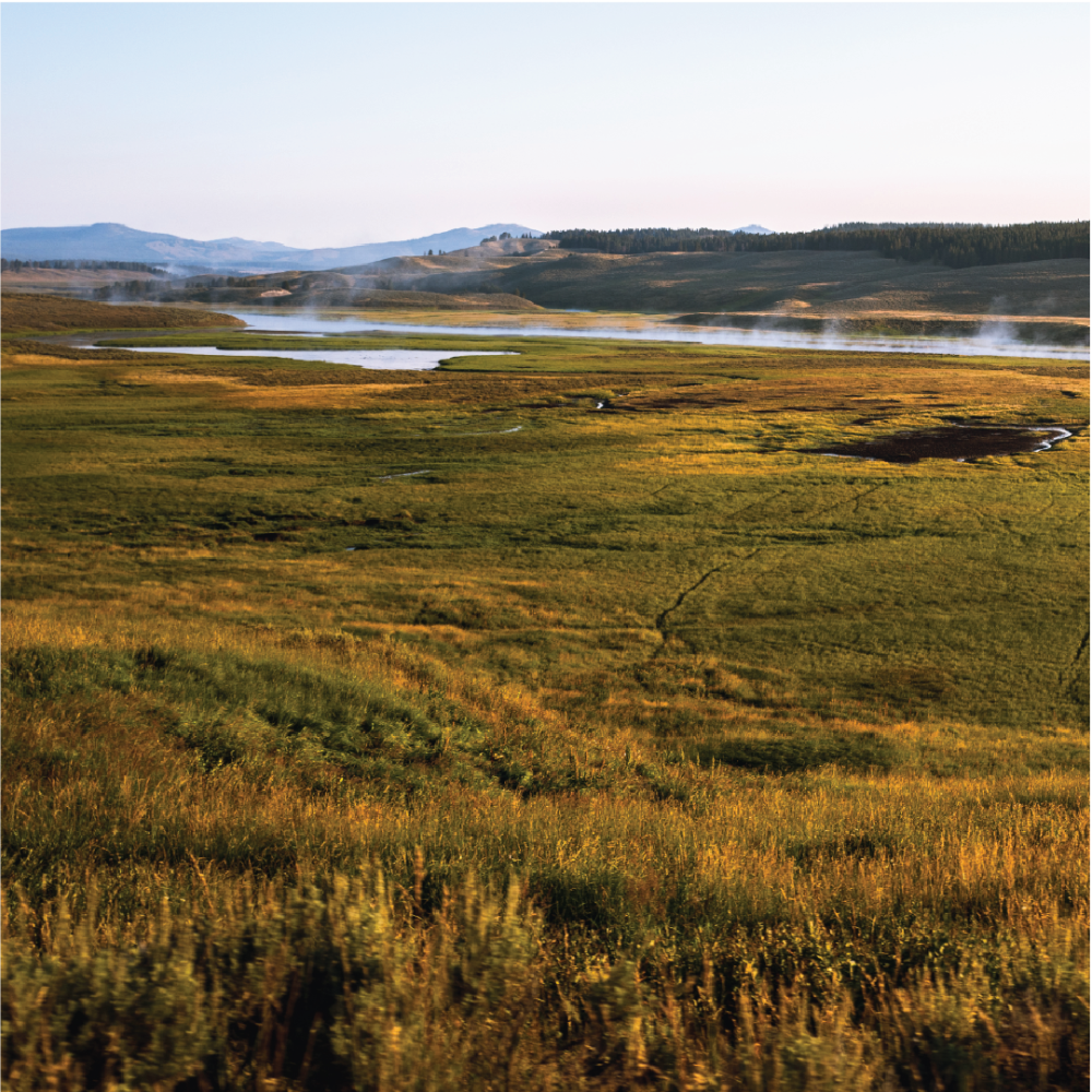 Yellowstone National Park Marsh
