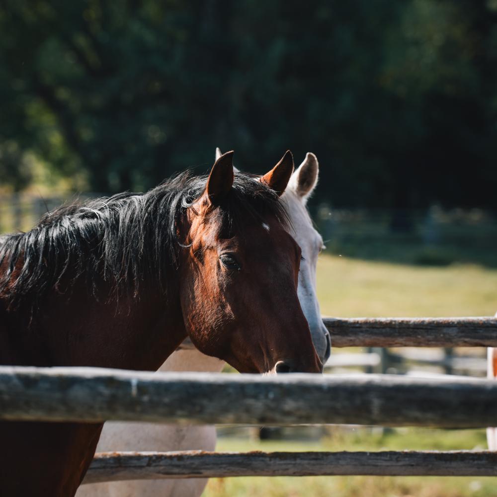 Horses on a ranch
