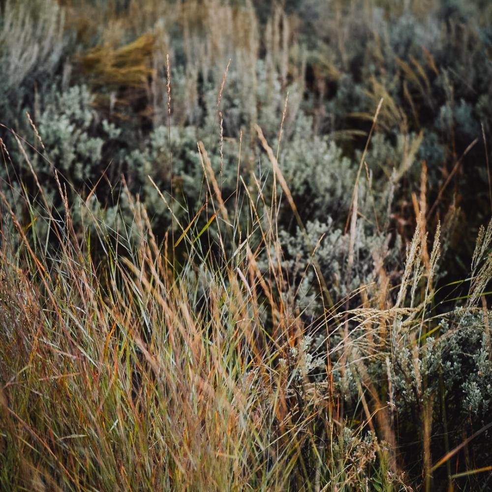 Natural plants in Wyoming